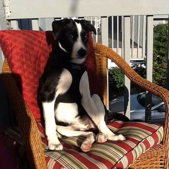 Meet your Posher, Dawn - Picture 4 of 12